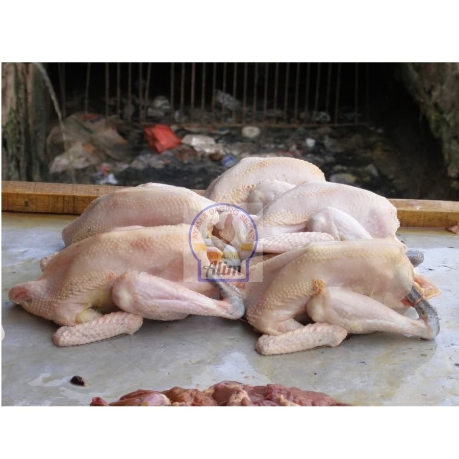 

AYAM PEJANTAN 700-800 Gram - FRESH CHICKEN STUD