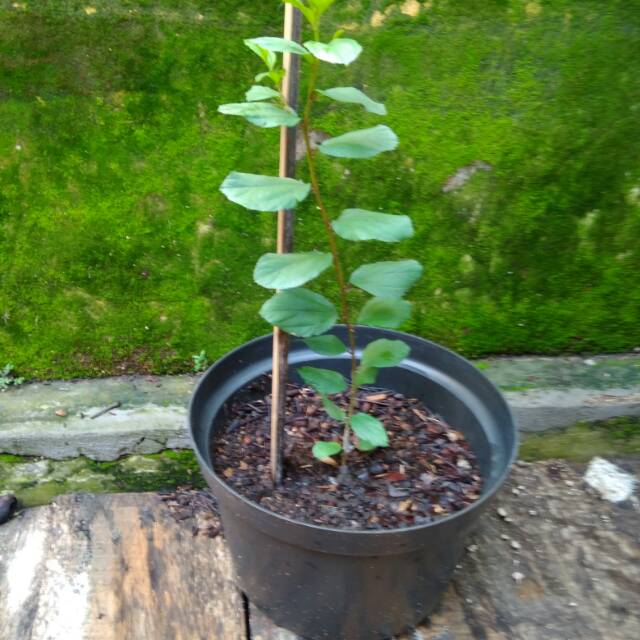 Bibit pohon bidara(sidr)