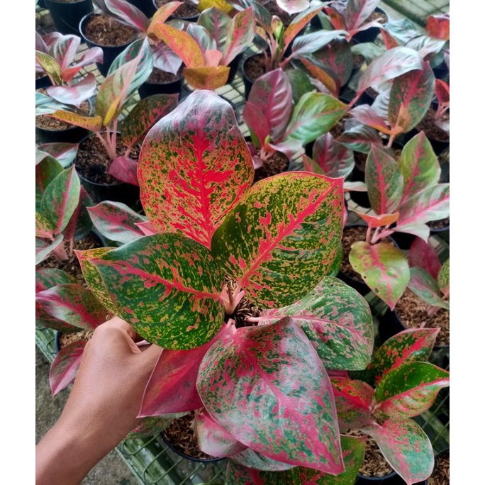 AGLONEMA RED STARDUST REMAJA/AGLONEMA RED STARDUST TERMURAH/AGLONEMA MURAH/AGLONEMA RED STARDUST FUL