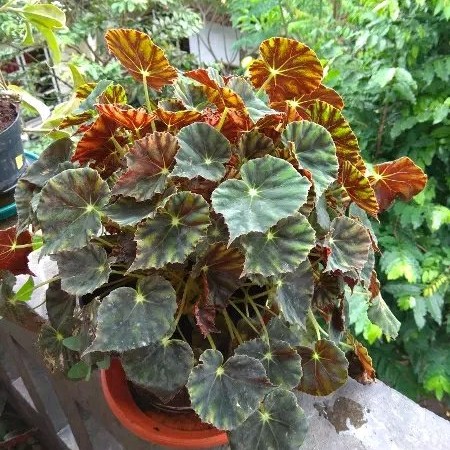 

BIBIT BUNGA BEGONIA KERANG