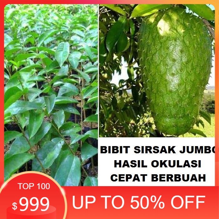 Bibit Tanaman Buah Sirsak jumbo Pohon Sirsak Jumbo Bibit Sirsak Madu