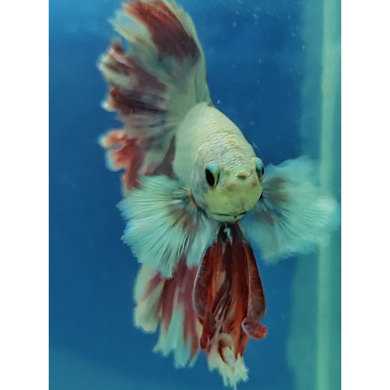 HALFMOON ROSETAIL DUMBO EAR