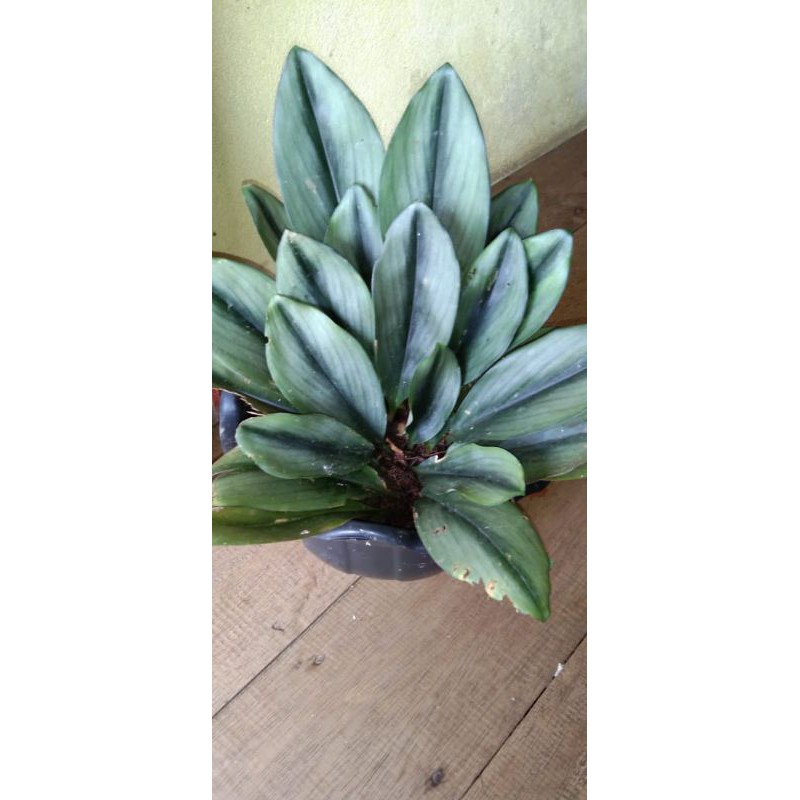 scindapsus sp borneo