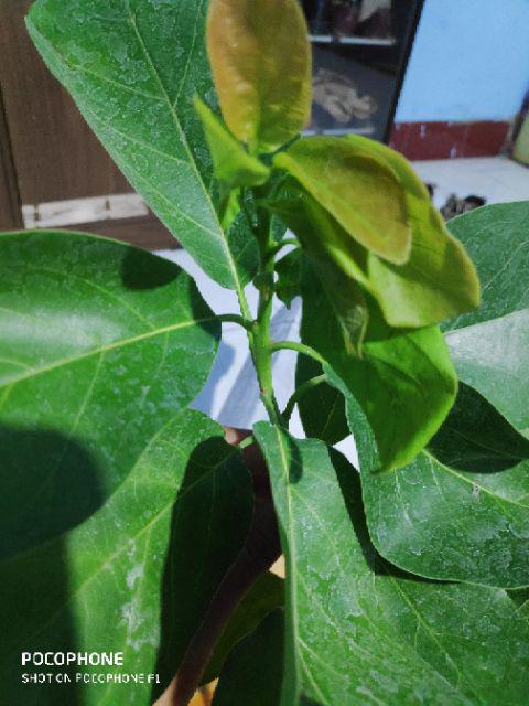 Jual Bibit Alpukat Wina