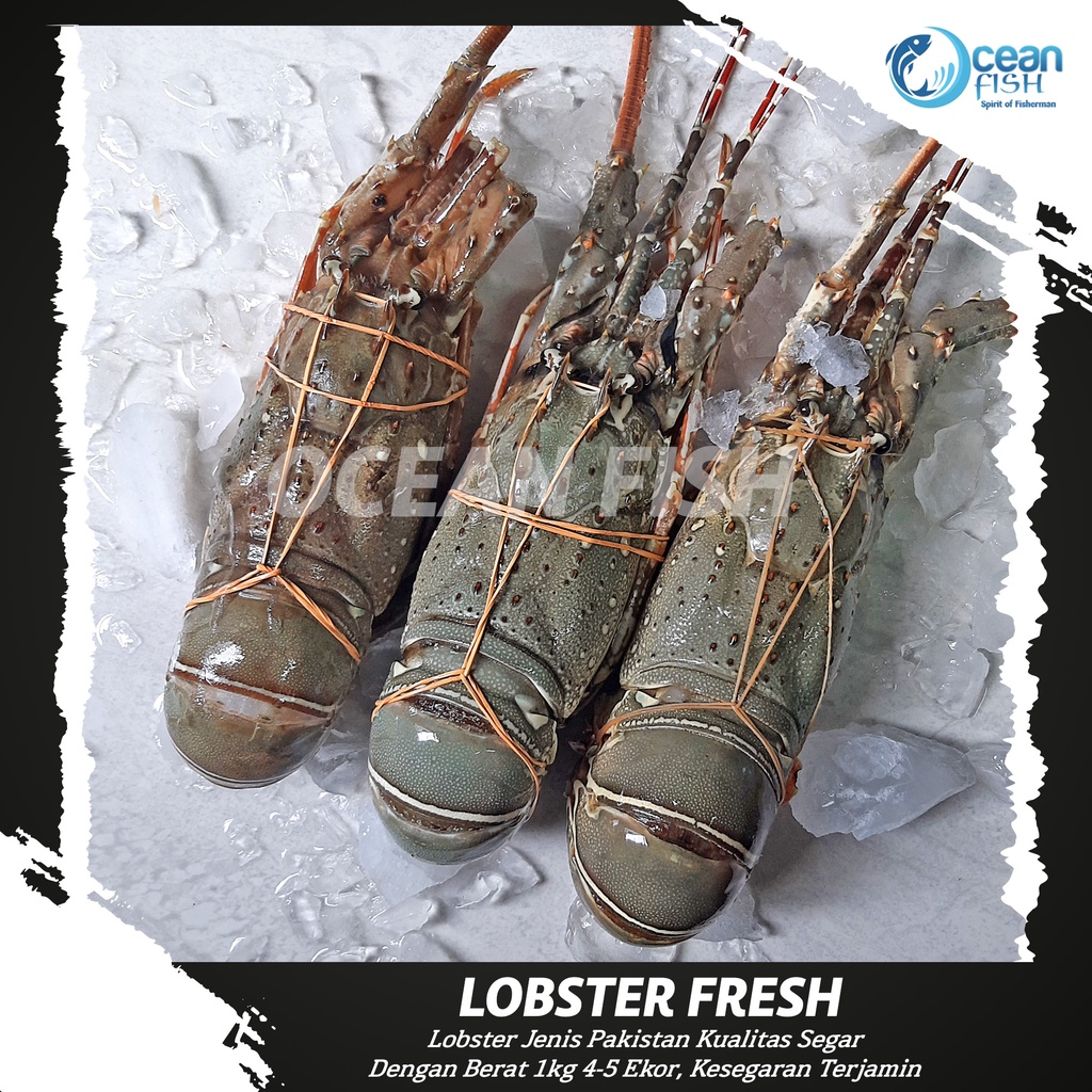 Lobster Laut Segar 1kg 4-5 / Lobster Pakistan Fresh / Lobster Segar