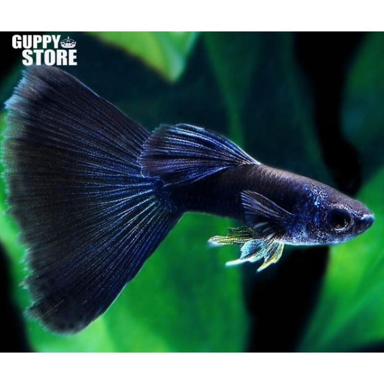 

Terbaru Paket Murah Paket Hemat Ikan Guppy Black Moscow Partai 12Ekor Gratis Garam