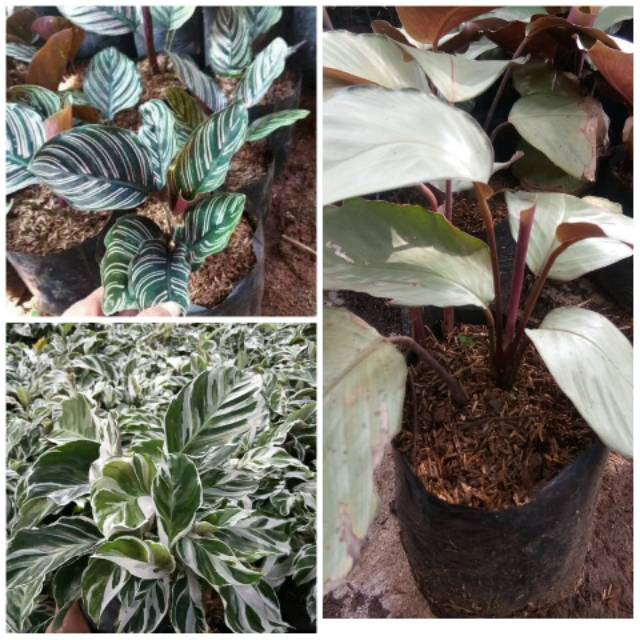 Paket 3 calathea-tanaman hias calathea-kalatea - tukang tanaman hias