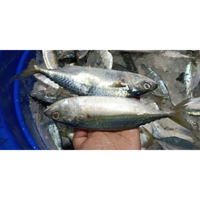 

IKAN BANJAR / KEMBUNG FRESH