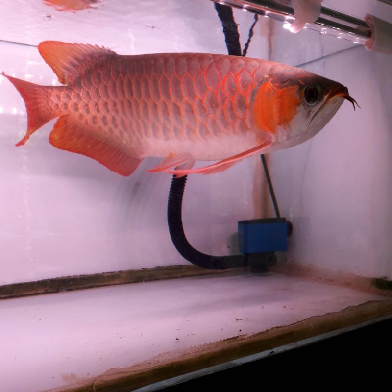 ikan arwana super red45cm