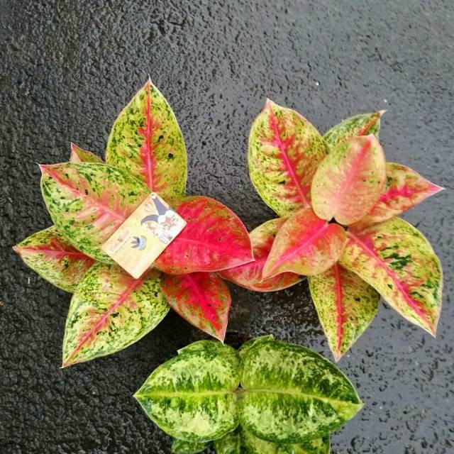 Aglonema Mahasety