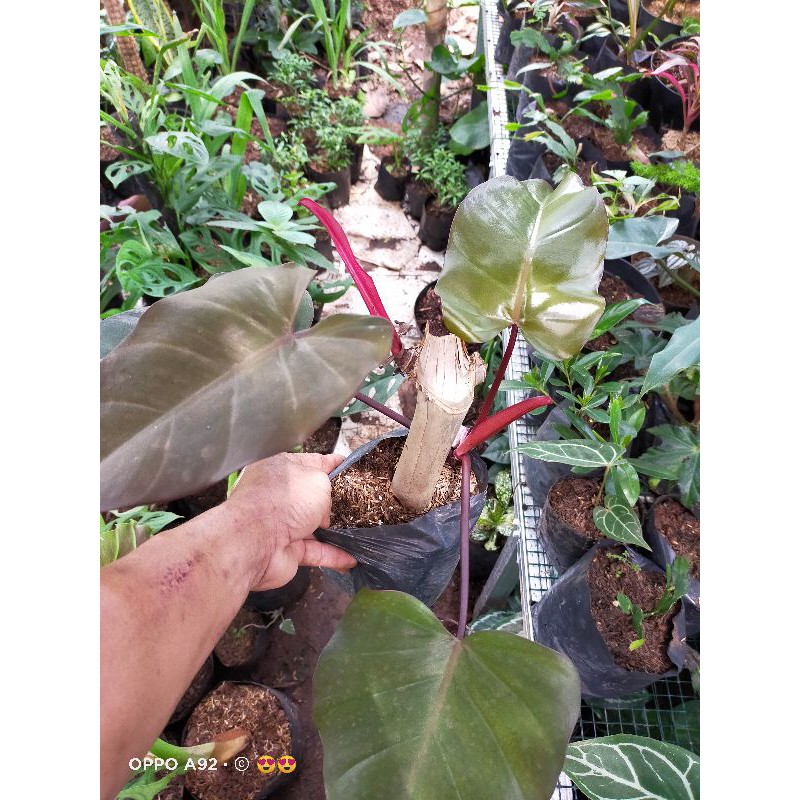 TANAMAN HIAS PILO BLACK CARDINAL- bibit tanaman phillo black cardinal