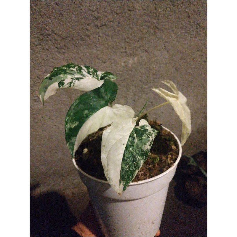 Syngonium Variegata Tricolor