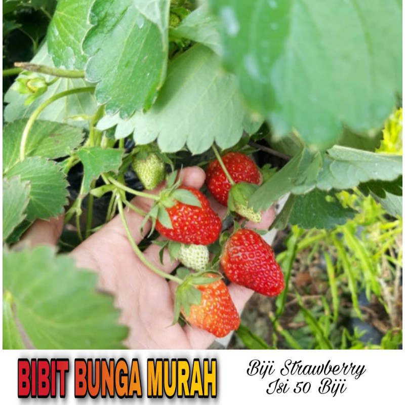 Benih Biji strawberry
