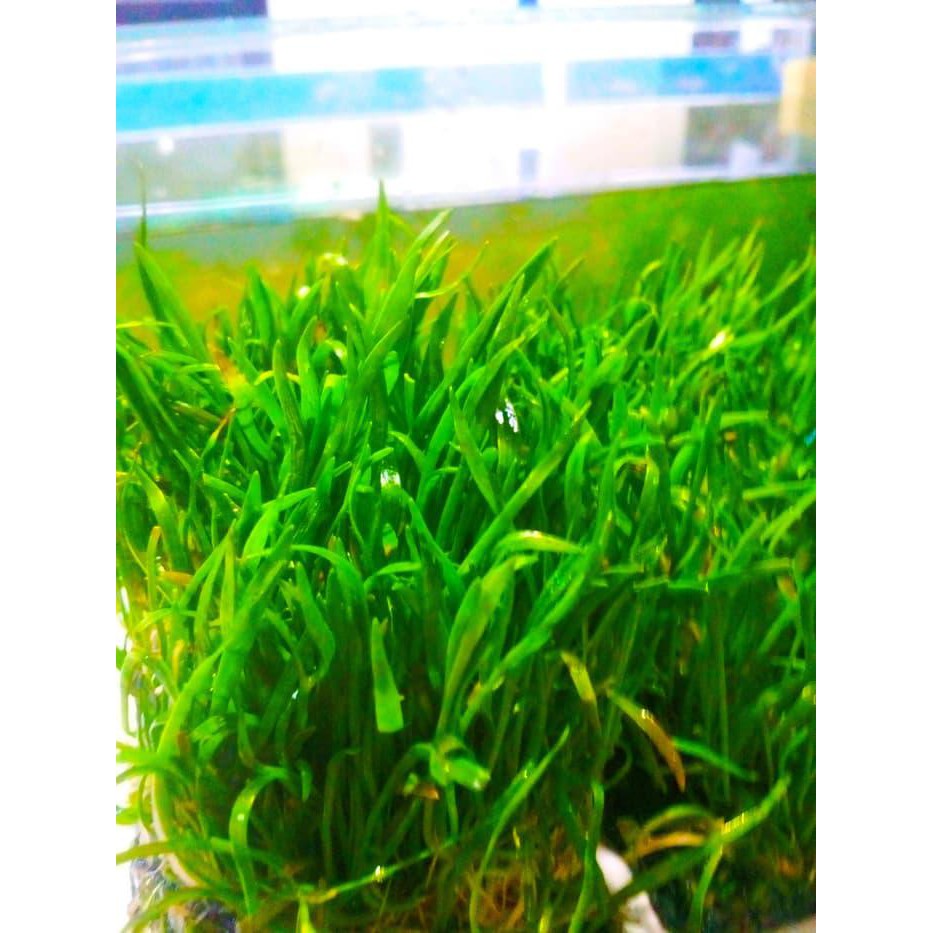 Liliopsis Lempeng - Lilaeopsis Brasiliensis Tanaman Air Aquascape