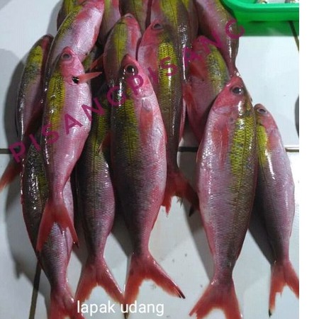 

Ikan Pisang Pisang Segar Ikan Fresh Laut Kualitas GARANSI SEGAR