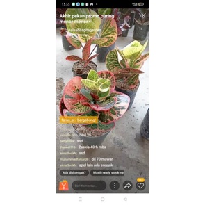 live tgl 06 ags deal kak @muhammadfaikar08 mawar mortal