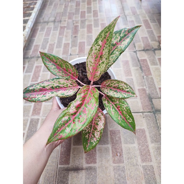 aglonema coconut delight