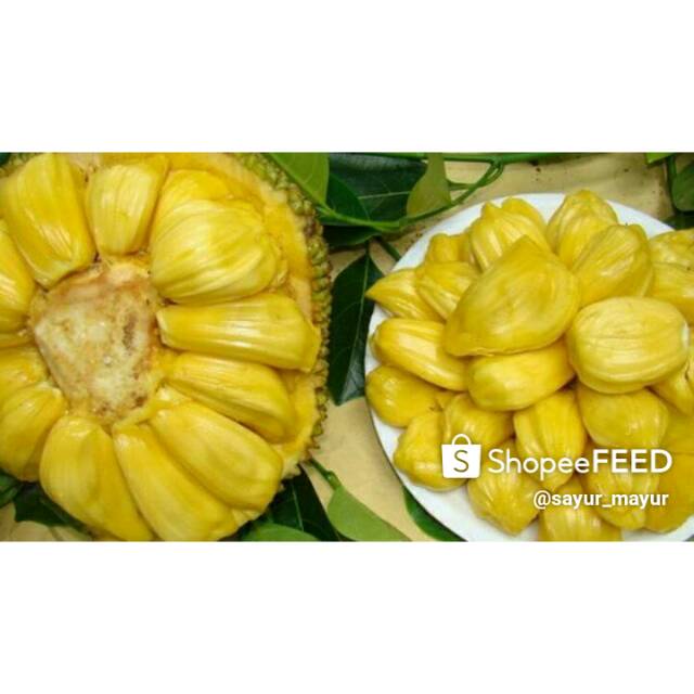 

buah Nangka matang perPack + perBUAH UTUH dan nangka CIMPEDAK