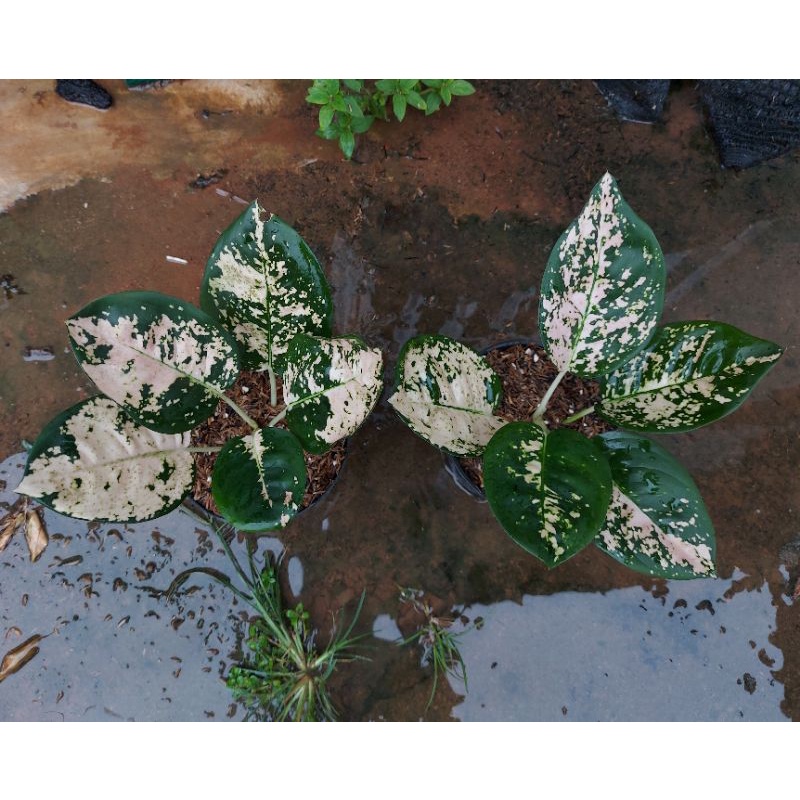 Aglaonema Suksom White Remaja