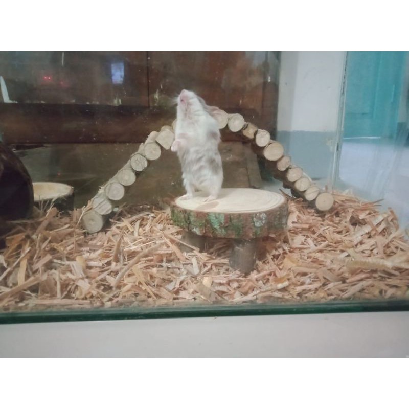 MAINAN HAMSTER - MEJA HAMSTER - AKSESORIS KANDANG HAMSTER