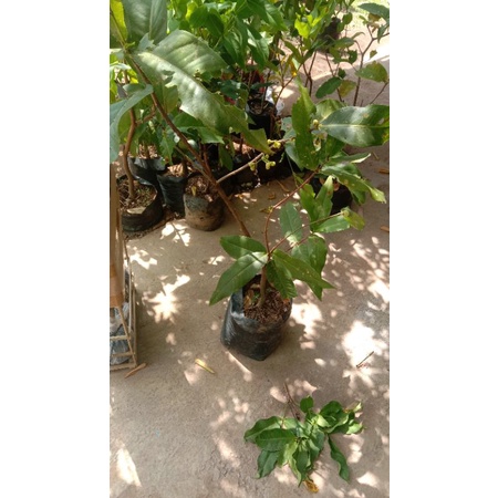 pohon jambu air berbunga