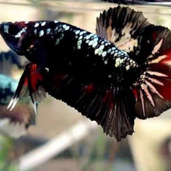 

Ikan cupang avatar cooper gold bahanan (SPESIAL PROMO BUY 4 GET 1)