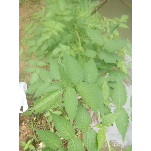 

Daun Arben/Bumai 100 gr