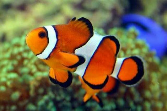 Ikan Hias Air Laut Nemo Clownfish Ikan Badut Shopee Indonesia