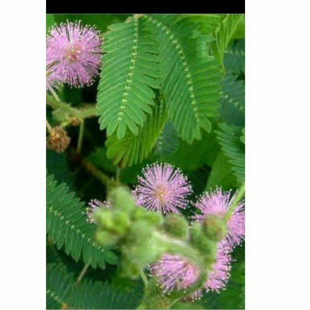 

Jual daun putri malu 250gr/daun saja/herbal