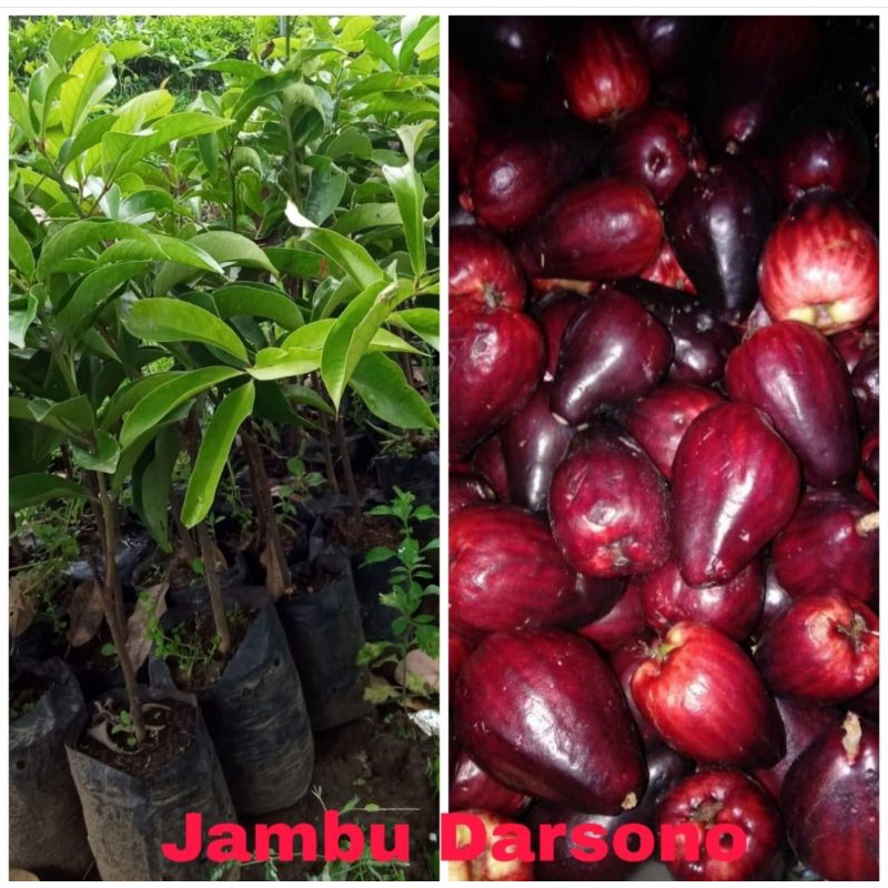 

jambu Darsono/jamaika