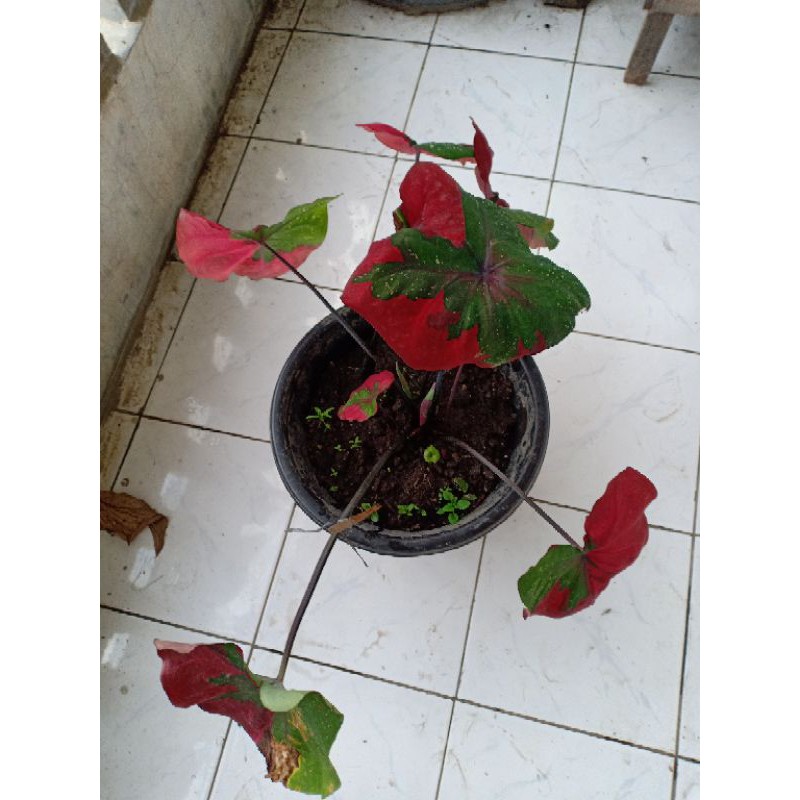 TANAMAN HIAS CALADIUM BARET | KELADI BARET | KELADI PATAH HATI | KELADI HIJAU MERAH