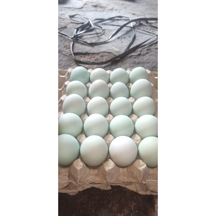 

Telur bebek | Telur Bebek Omega | Telur Bebek Fresh | Telur Bebek Bersih ( Telah Dicuci )