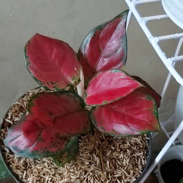 nadyakurnia05