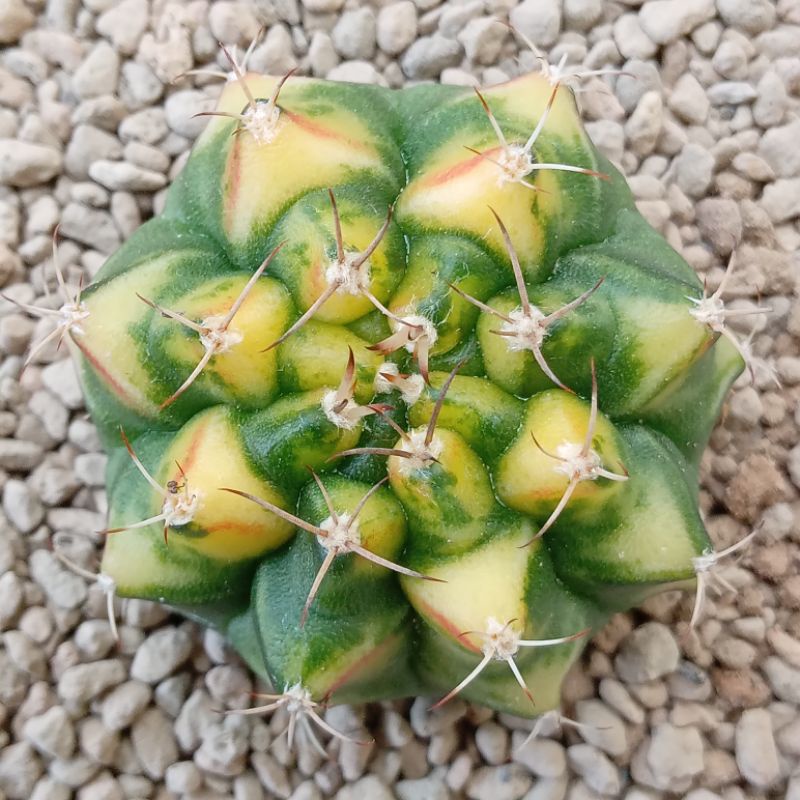 Kaktus Miha Yellow Thailand | Gymnocalycium Mihanovichii Yellow Thai | Gymno | Miha | Variegata | Ye