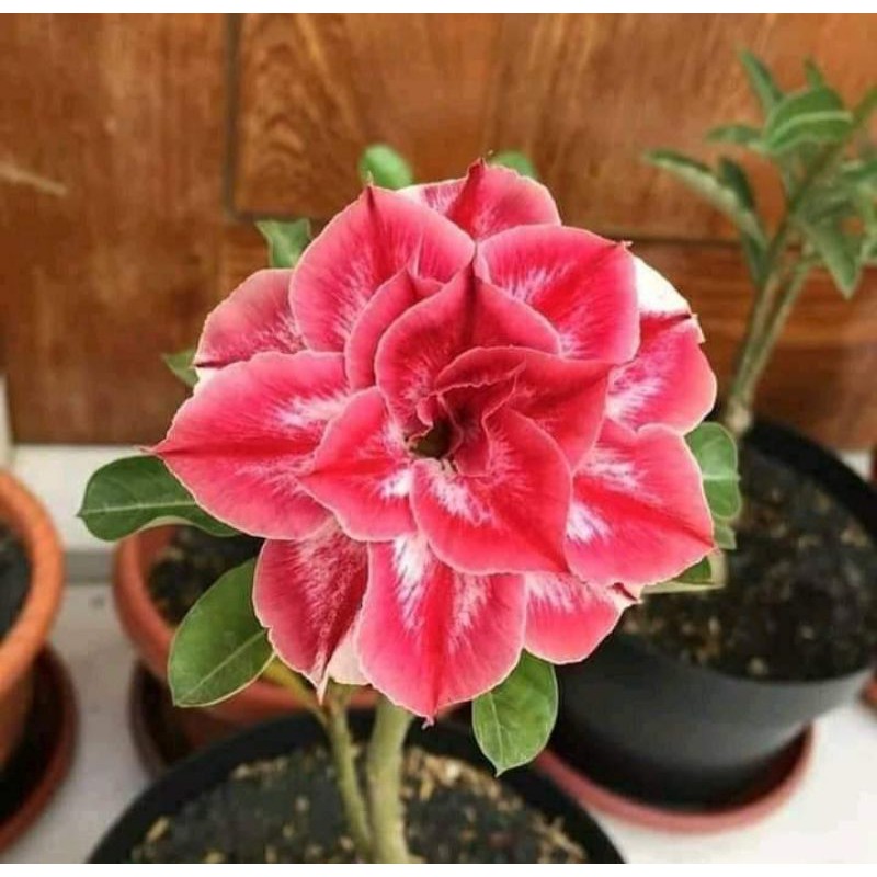 tanaman hias adenium - bibit adenium merah muda