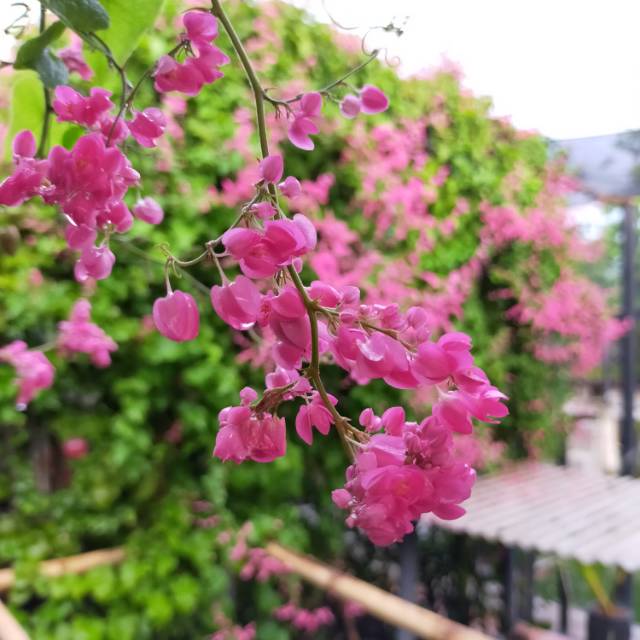 Bibit Air Mata Pengantin pink (AMP)