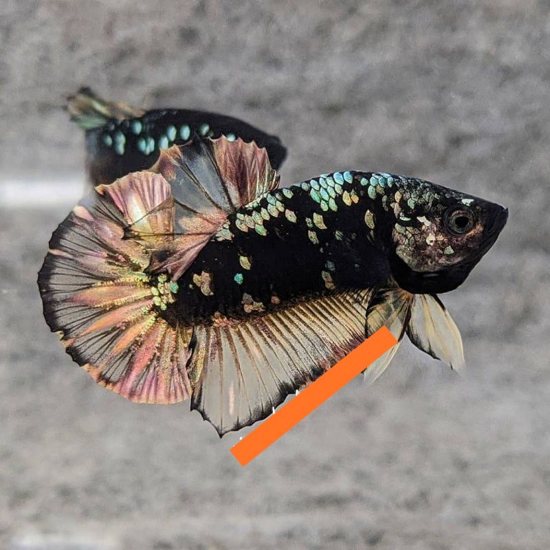 AVATAR YELLOW COPPER ori Thai 🇹🇭 /Kuncop