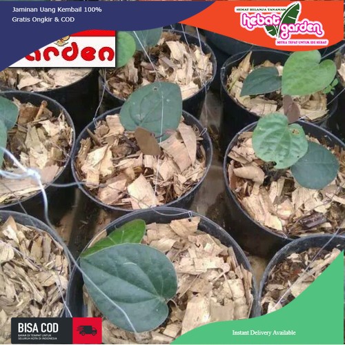 Sirih daun hitam - tanaman herbal sirih hitam