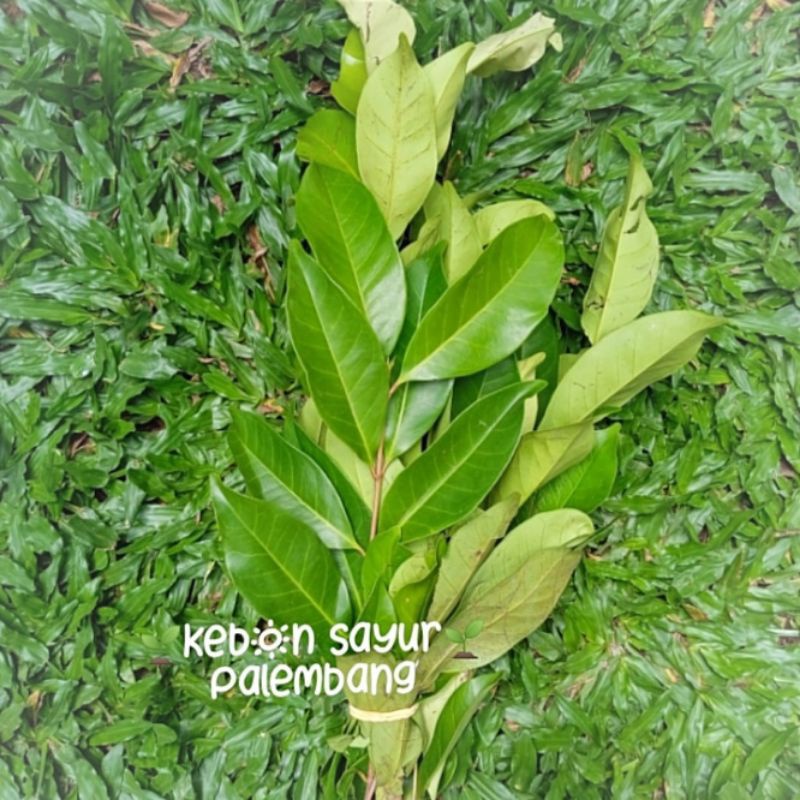 

Kebun Sayur Daun Salam 1 ikat