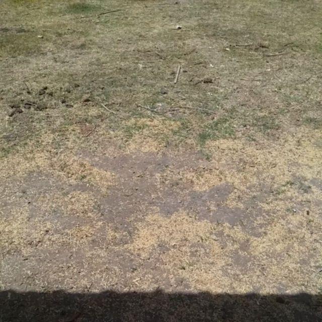 Stand Pouch Papercraft Window 250gr/kantong Kertas/kemasan Kopi/gusset