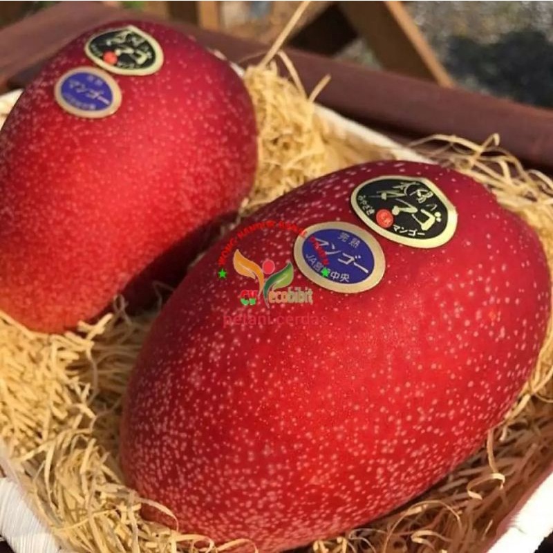 Bibit tanaman pohon buah mangga miyazaki jepang asli