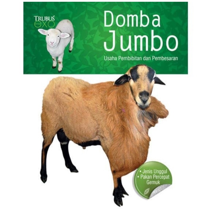 Trubus Domba Jumbo