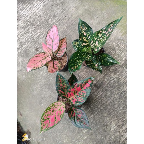 paket 3 aglonema lokal,ledy valentine,ruby ciangmay,venus