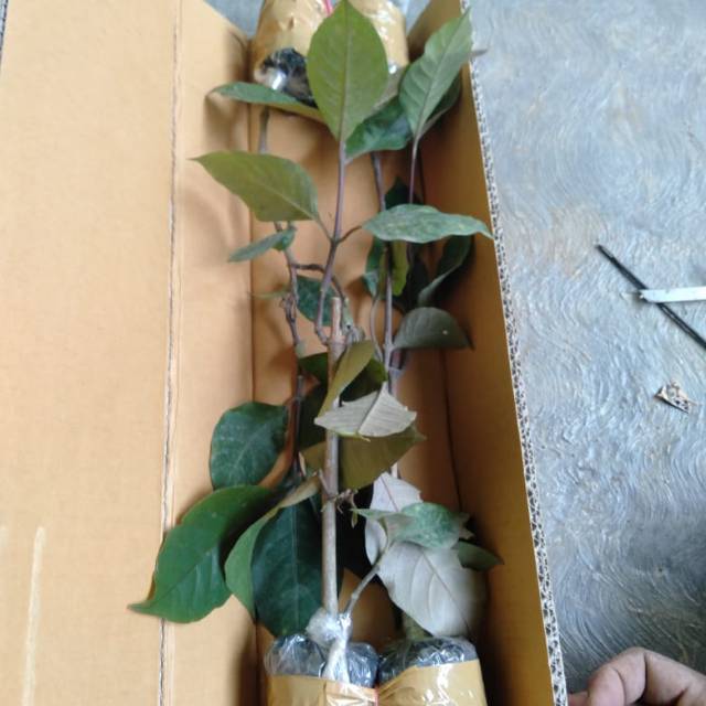 

Daun ungu
