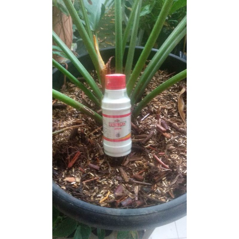 Pupuk Cair Meningkatkan Pertumbuhan Buah Bunga Dekorgan Plus 100ml