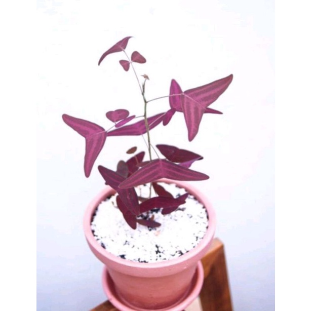 MURAH Tanaman hias kupu-kupu oxalis batik merah