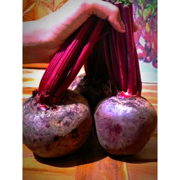 

Buah Bi Segar 1Kg SUPER/Beet Root/ Buah Bit/Herbal/Buah Segar/Free Packing kardus