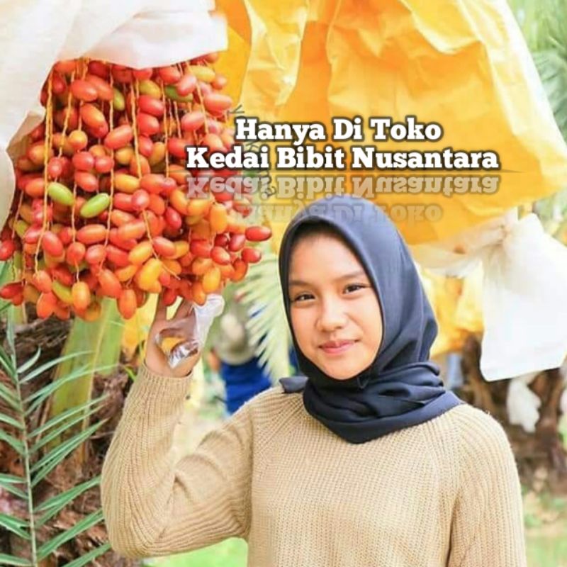 Bibit Kurma H1/Kurma merah unggul