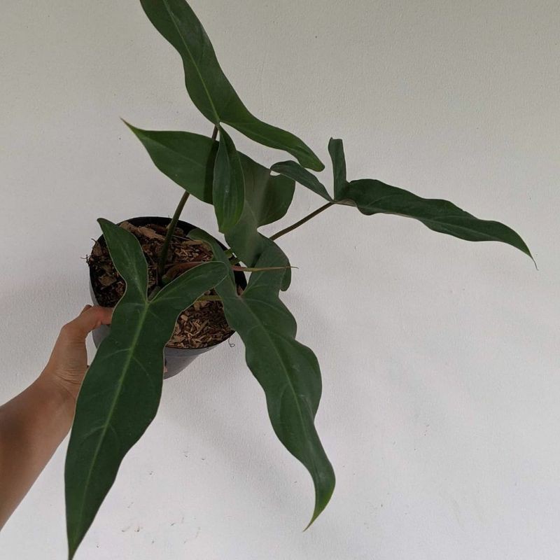 philodendron mexicanum