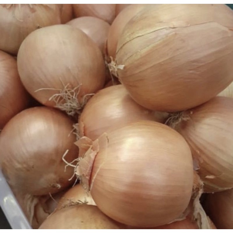 

Bawang Bombay 500gr